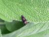 Endothenia ustulana